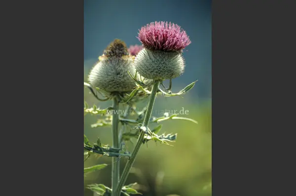 Fokus-Natur Bild