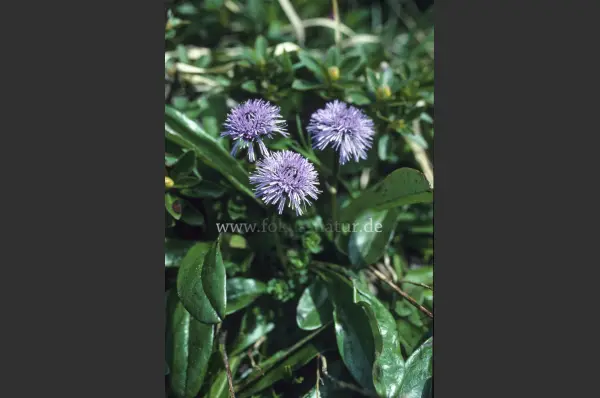 Fokus-Natur Bild