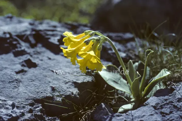 Fokus-Natur Bild