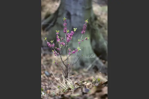 Fokus-Natur Bild