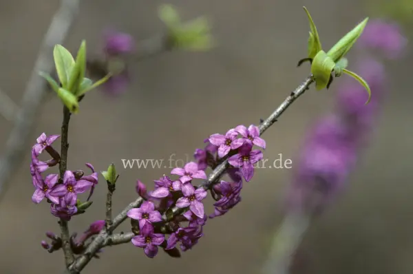 Fokus-Natur Bild