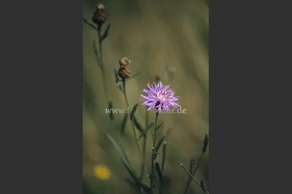 Fokus-Natur Bild