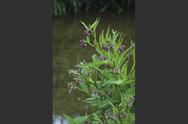 Fokus-Natur Bild