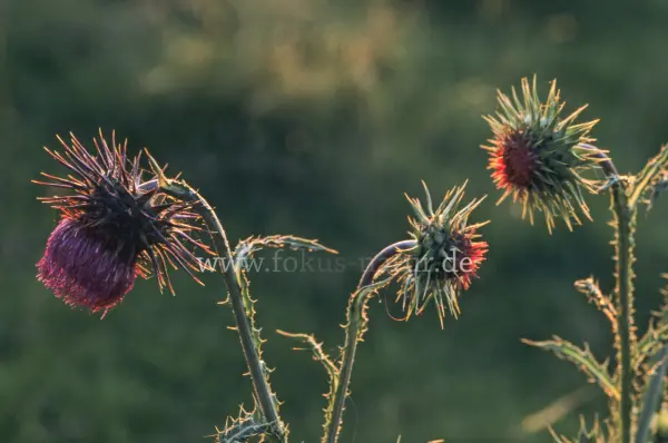Fokus-Natur Bild