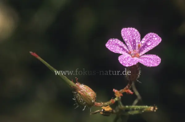 Fokus-Natur Bild