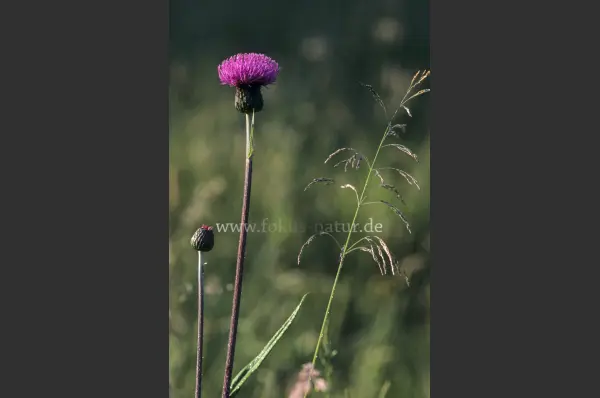 Fokus-Natur Bild