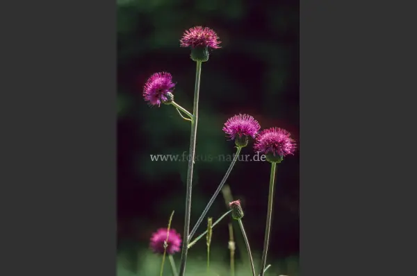 Fokus-Natur Bild