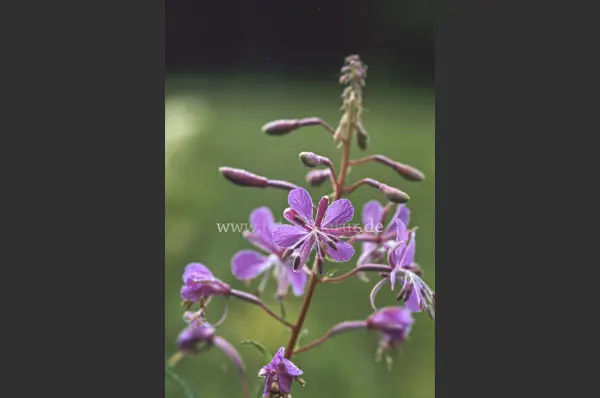 Fokus-Natur Bild