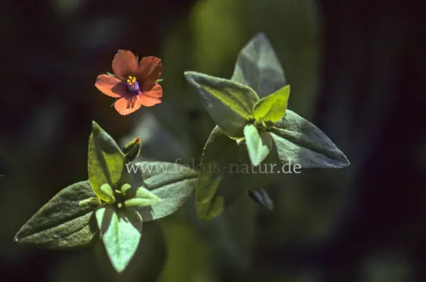 Fokus-Natur Bild
