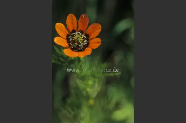 Fokus-Natur Bild