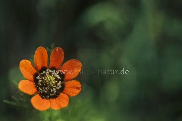 Fokus-Natur Bild