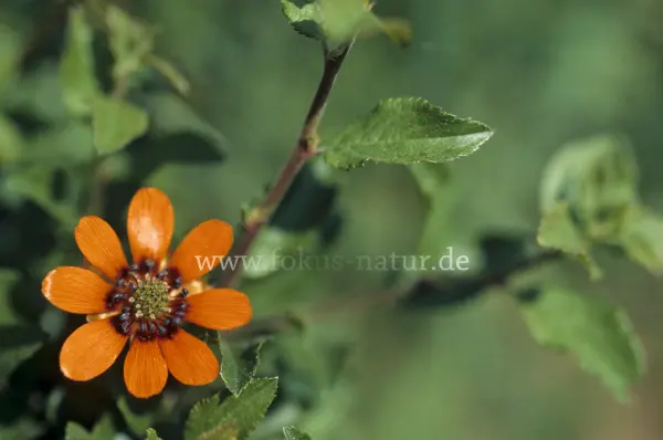 Fokus-Natur Bild