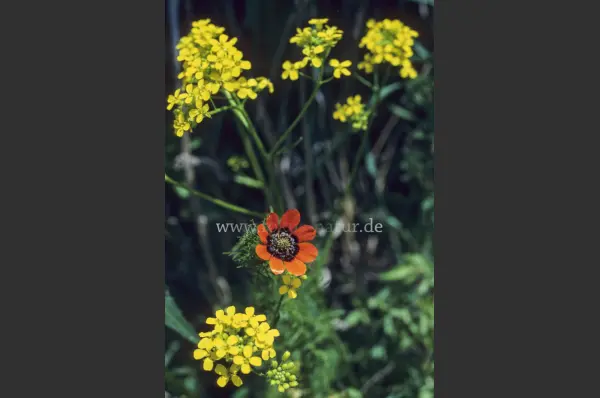 Fokus-Natur Bild