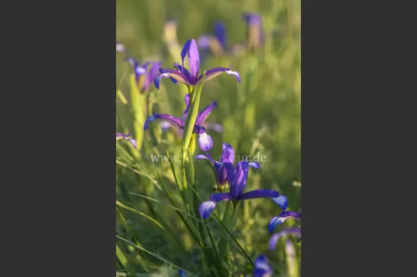 Fokus-Natur Bild