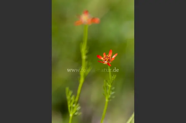Fokus-Natur Bild