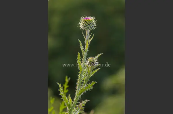 Fokus-Natur Bild