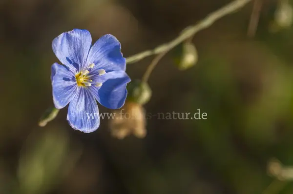 Fokus-Natur Bild