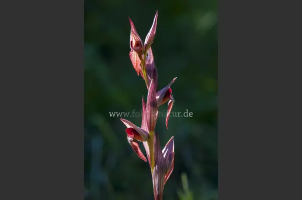 Fokus-Natur Bild