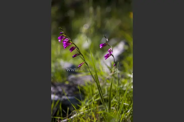 Fokus-Natur Bild