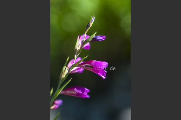 Fokus-Natur Bild