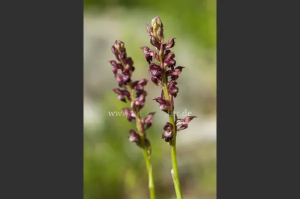 Fokus-Natur Bild