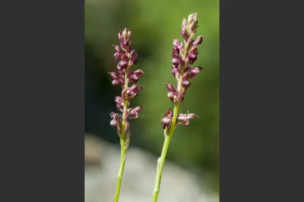 Fokus-Natur Bild