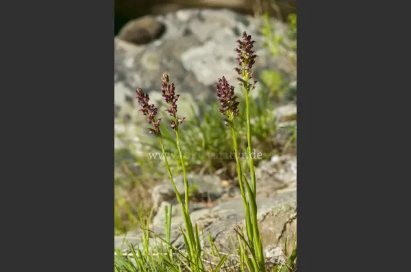 Fokus-Natur Bild