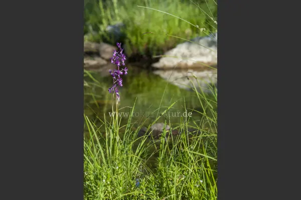 Fokus-Natur Bild
