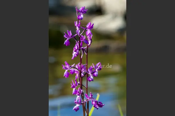 Fokus-Natur Bild