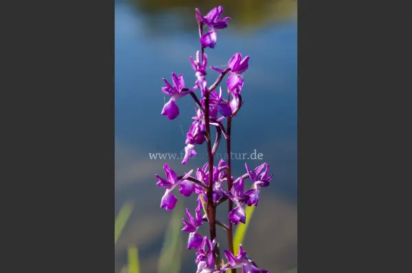 Fokus-Natur Bild