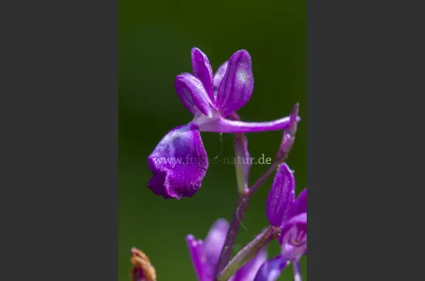 Fokus-Natur Bild