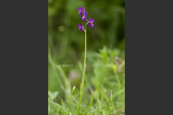 Fokus-Natur Bild