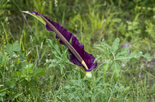 Fokus-Natur Bild