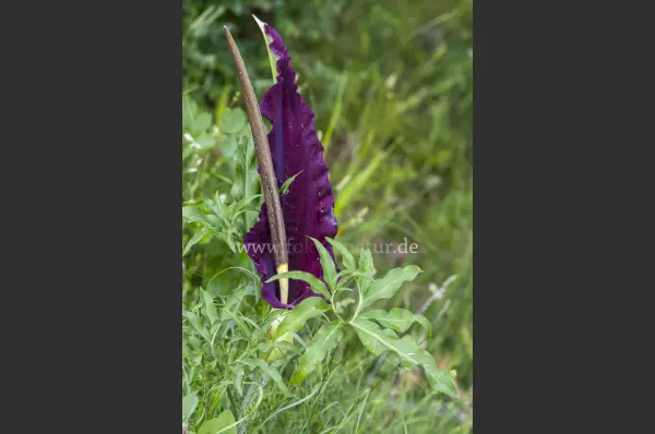 Fokus-Natur Bild