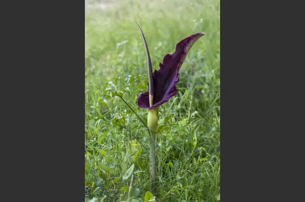 Fokus-Natur Bild