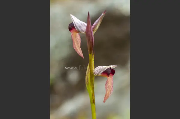 Fokus-Natur Bild