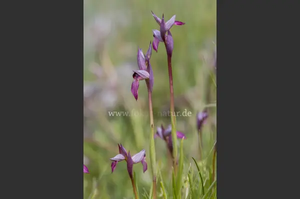 Fokus-Natur Bild