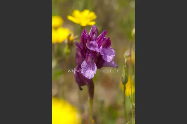 Fokus-Natur Bild