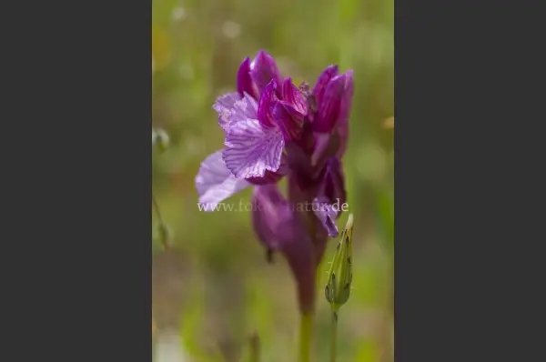 Fokus-Natur Bild