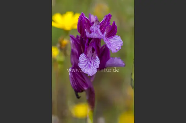 Fokus-Natur Bild