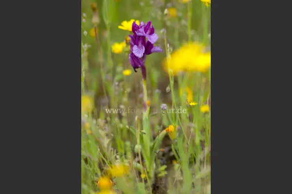Fokus-Natur Bild