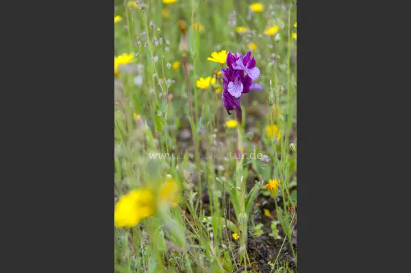 Fokus-Natur Bild