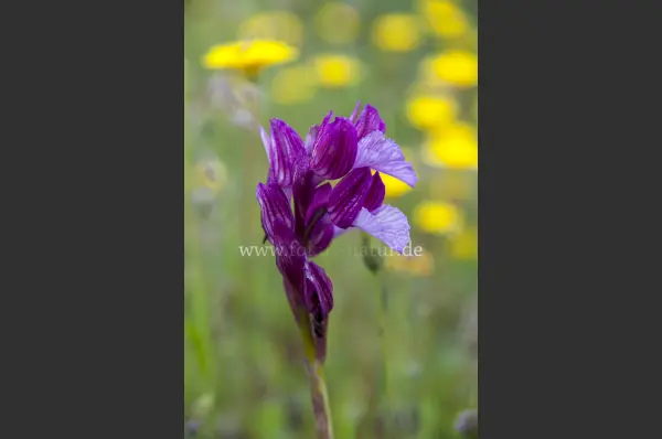 Fokus-Natur Bild