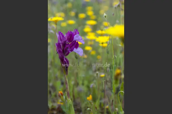 Fokus-Natur Bild