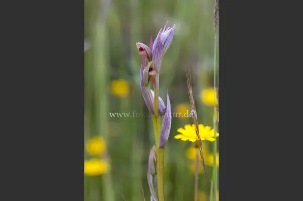 Fokus-Natur Bild