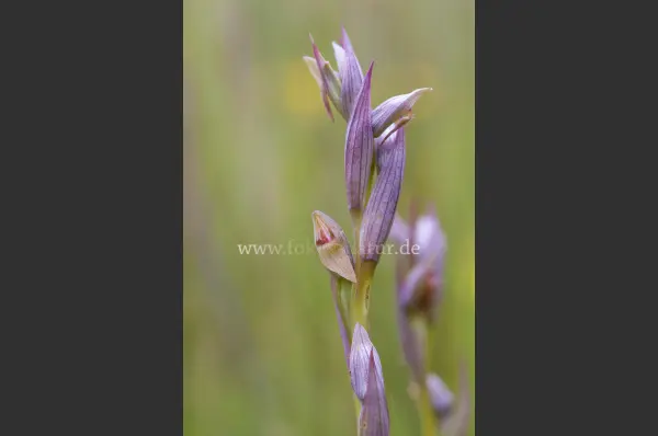 Fokus-Natur Bild