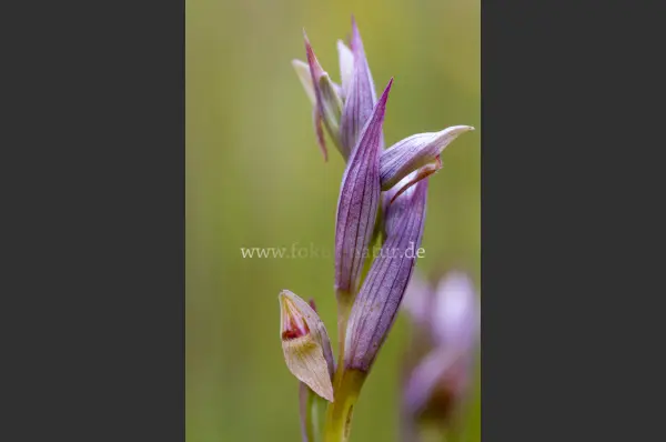 Fokus-Natur Bild