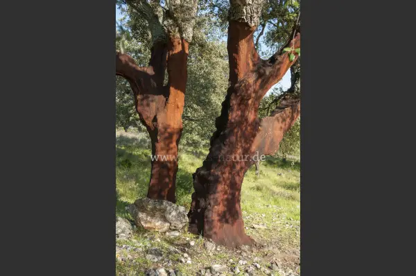 Fokus-Natur Bild