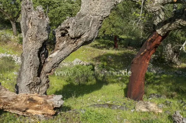 Fokus-Natur Bild