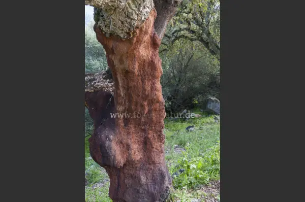 Fokus-Natur Bild